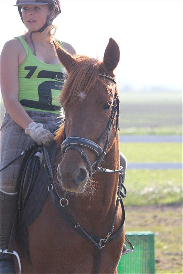 Traver Højvangen´s Play (solgt) billede 13