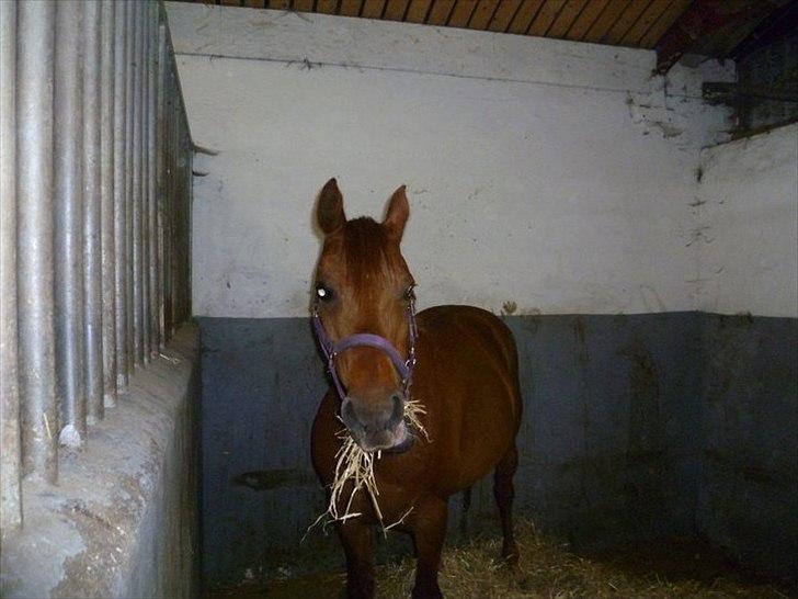 Anden særlig race Pasadena "tyksakken"<3. - - Pasadena hygger i stævne boksen :-).
Savner det bette pony dyr så inderligt meget<3. billede 18