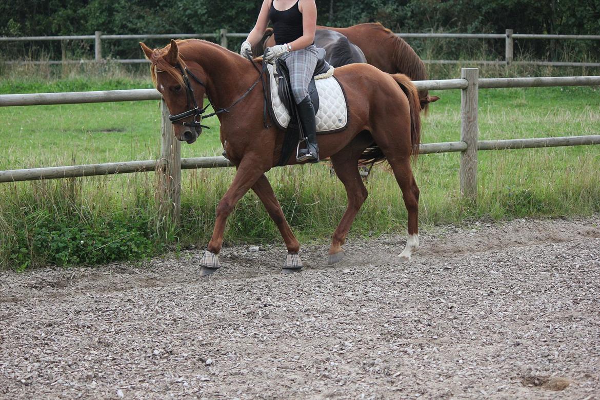 Traver Højvangen´s Play (solgt) billede 15