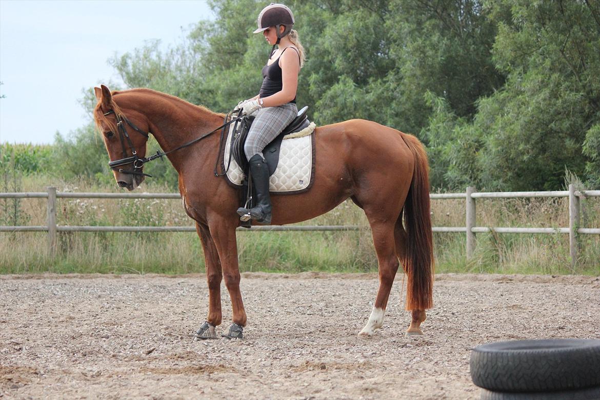 Traver Højvangen´s Play (solgt) billede 16