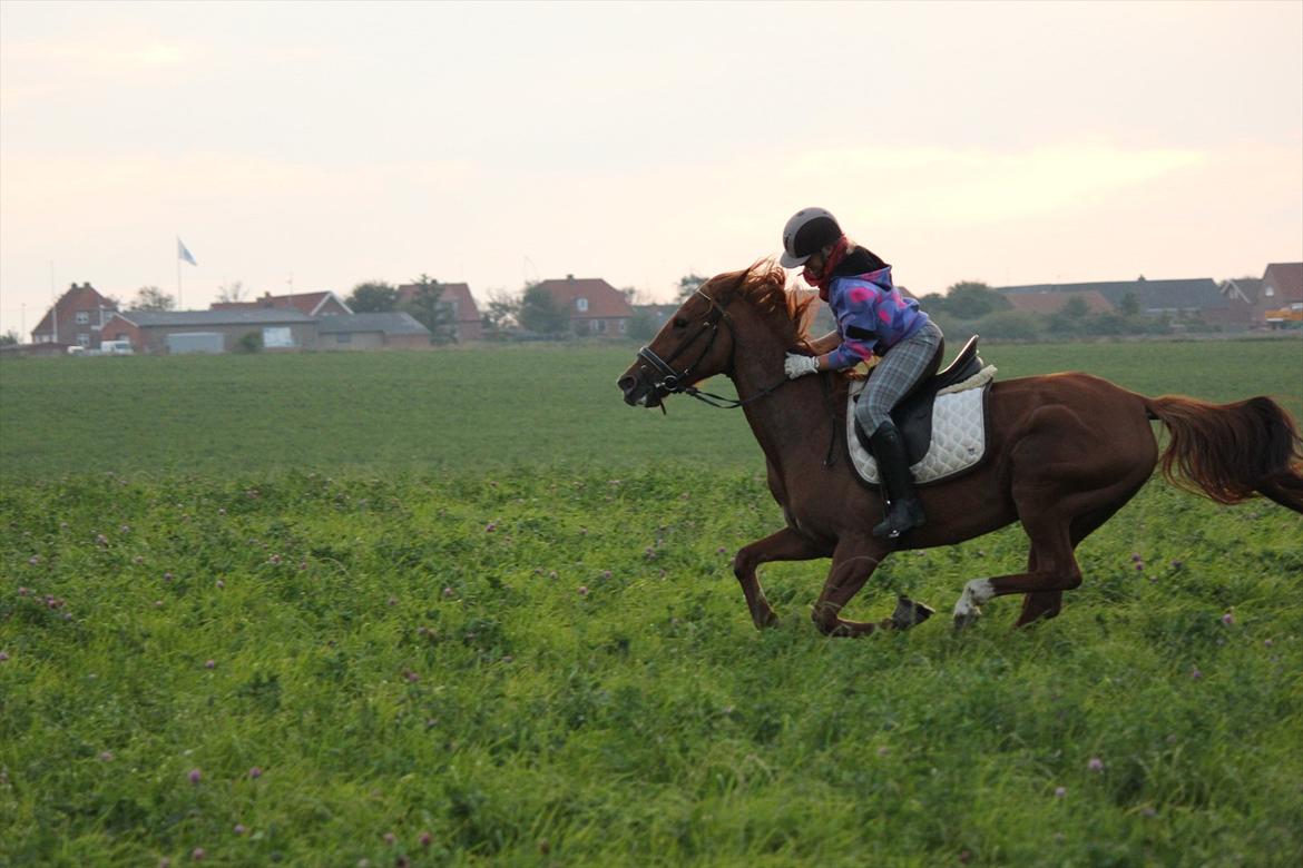 Traver Højvangen´s Play (solgt) billede 17