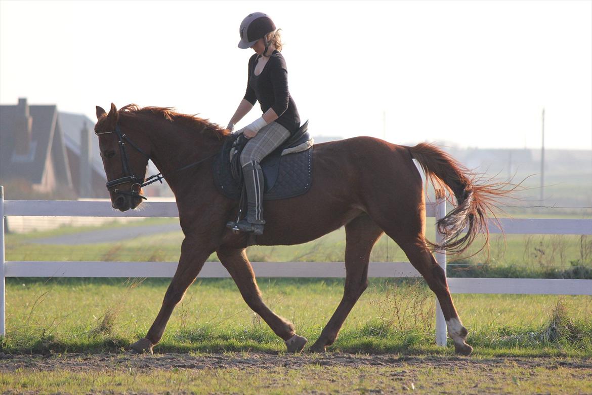 Traver Højvangen´s Play (solgt) billede 18