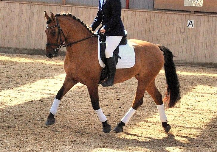 Anden særlig race Yohanna  - Skråt igennem billede 6