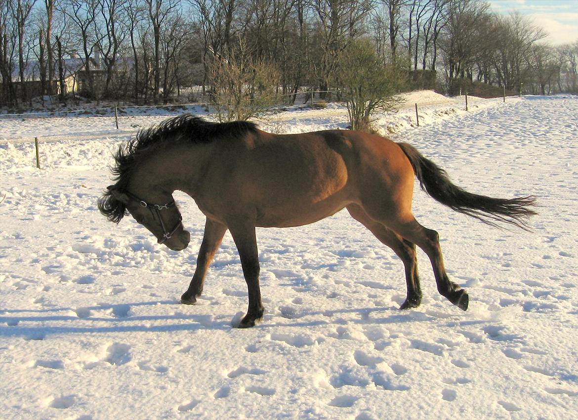 Anden særlig race Yohanna  - Fjollerik på vinterfold billede 12