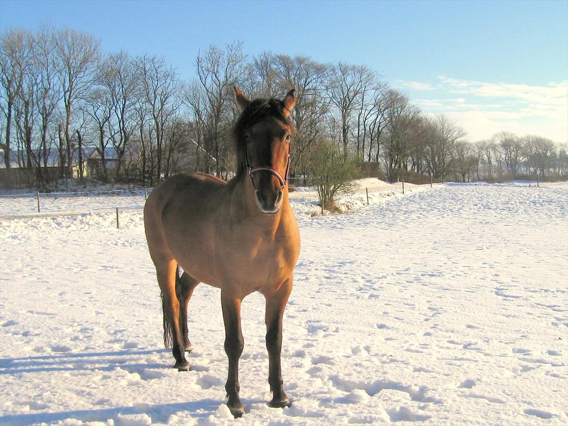 Anden særlig race Yohanna  - Vinter billede 13