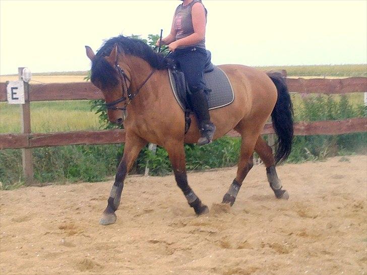 Anden særlig race Yohanna  - Trav bøjning - hjemme billede 10