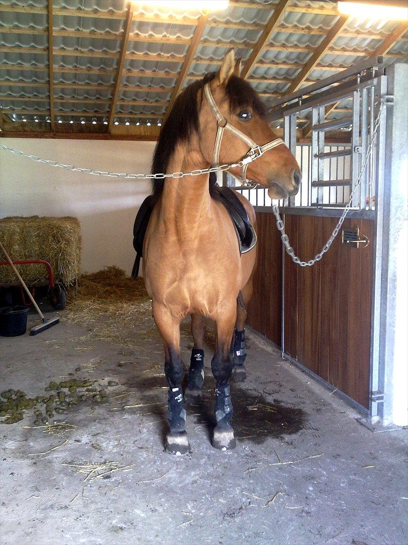 Anden særlig race Yohanna  - Klar til dagens motion billede 17