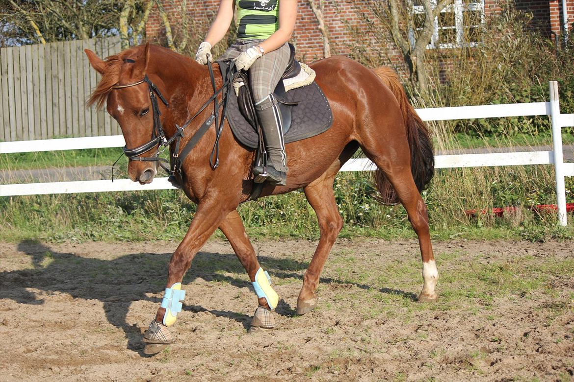 Traver Højvangen´s Play (solgt) billede 20