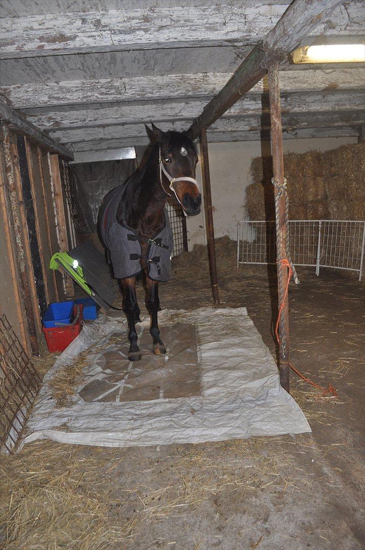 Trakehner Ikarus E - SE, SE, jeg går på plastik. og jeg er helt cool. billede 6