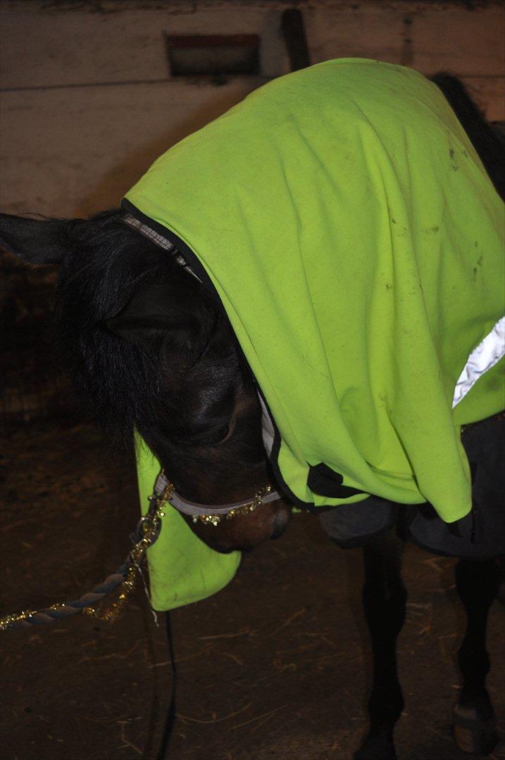 Trakehner Ikarus E - at hun gider og spilde sin tid på at prøve og gøre mig bange... billede 7