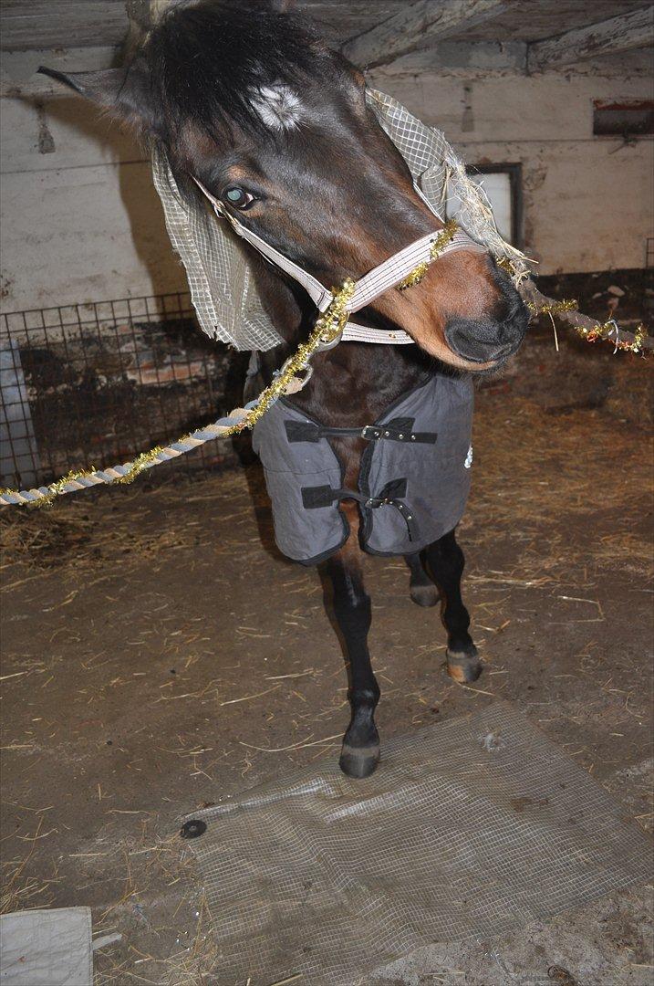Trakehner Ikarus E - men det her er nu meget sjovt når man kan bide i det. billede 8