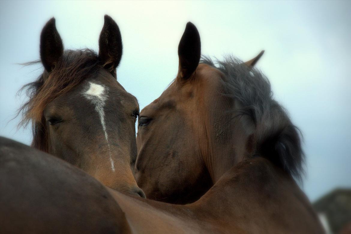 Dansk Varmblod Cacandra gold billede 1