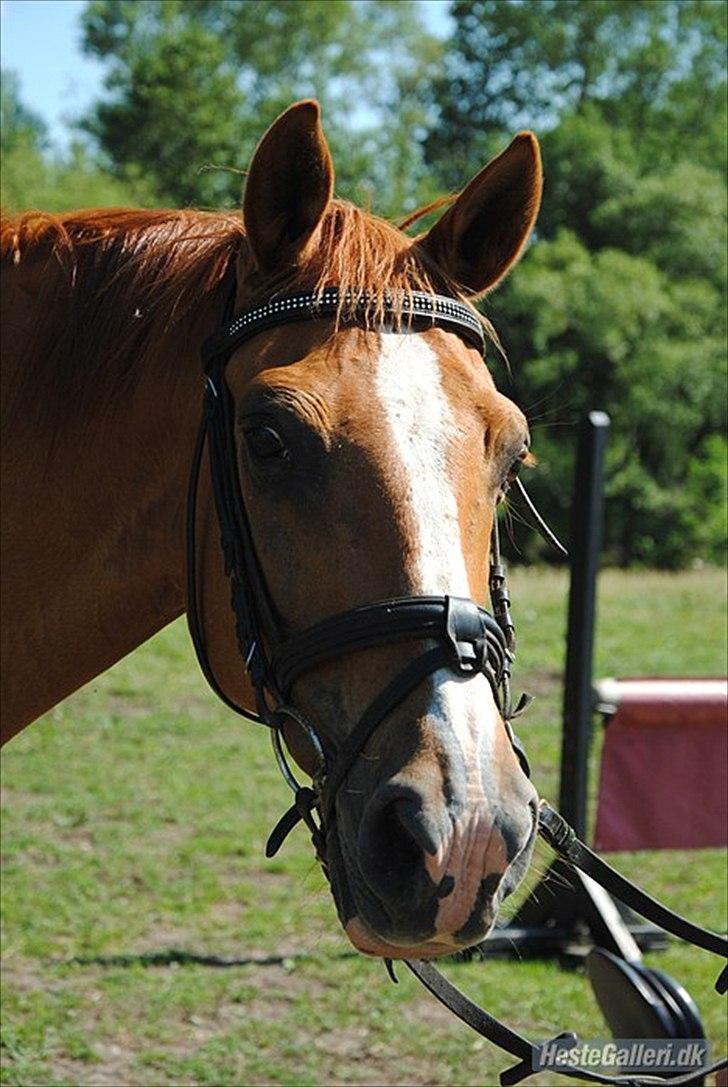 Dansk Varmblod Der Tangent Attrup R.I.P billede 1