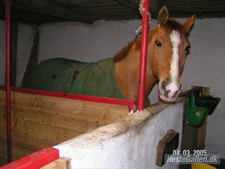 Dansk Varmblod Der Tangent Attrup R.I.P billede 2