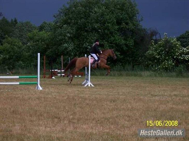 Dansk Varmblod Der Tangent Attrup R.I.P billede 4