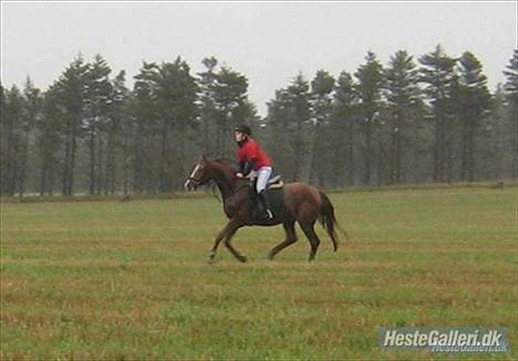 Dansk Varmblod Der Tangent Attrup R.I.P billede 5