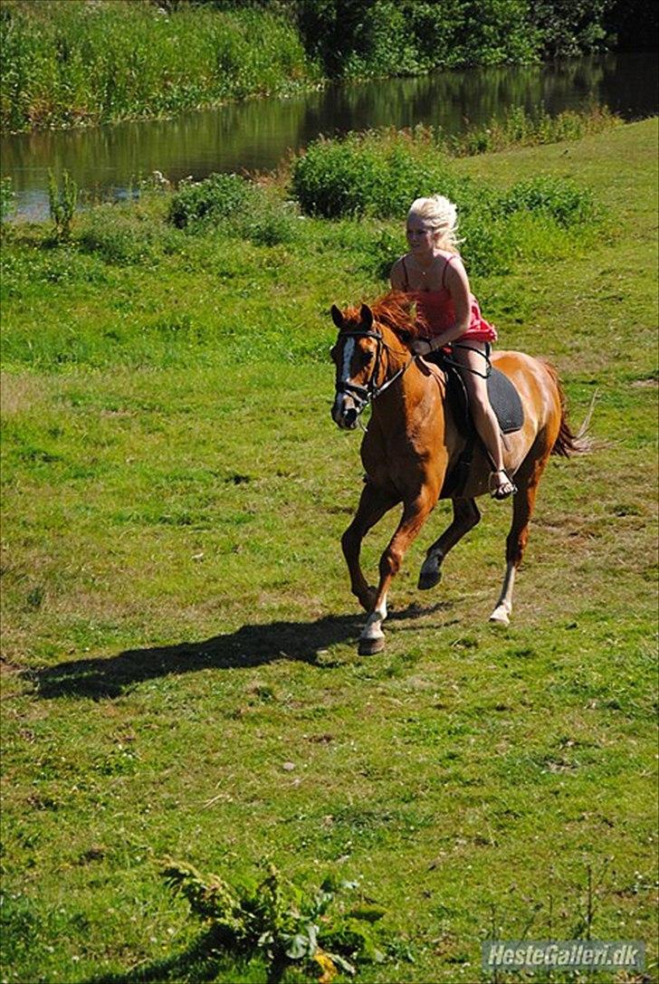 Dansk Varmblod Der Tangent Attrup R.I.P billede 6