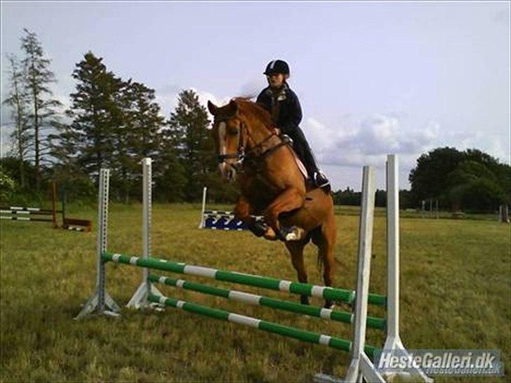 Dansk Varmblod Der Tangent Attrup R.I.P billede 9