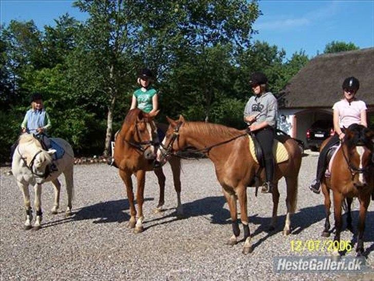 Dansk Varmblod Der Tangent Attrup R.I.P - I gårdspladsen. fra venstre: Mig og Silver. Camilla(søs) på Tangent. Camillie B på Brady og så AK på malou. billede 11