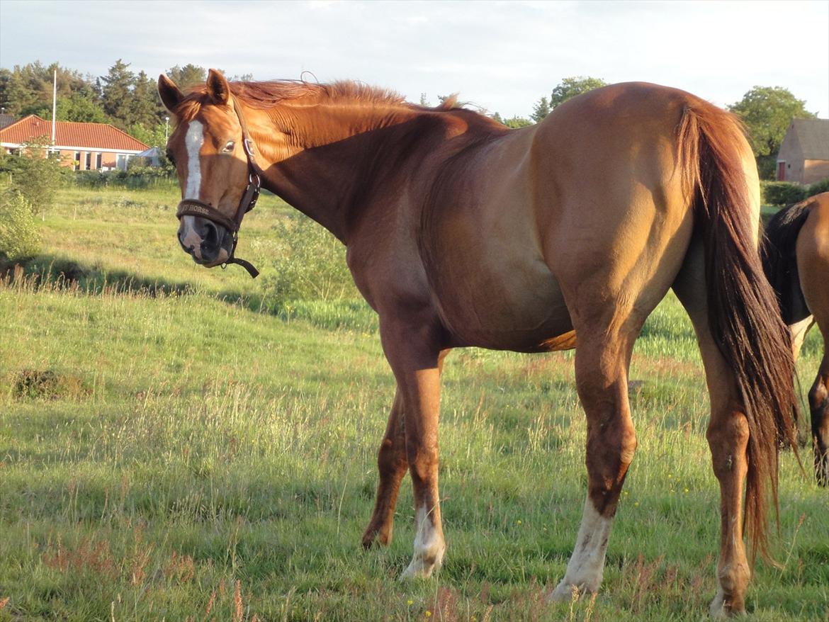 Dansk Varmblod Der Tangent Attrup R.I.P billede 12