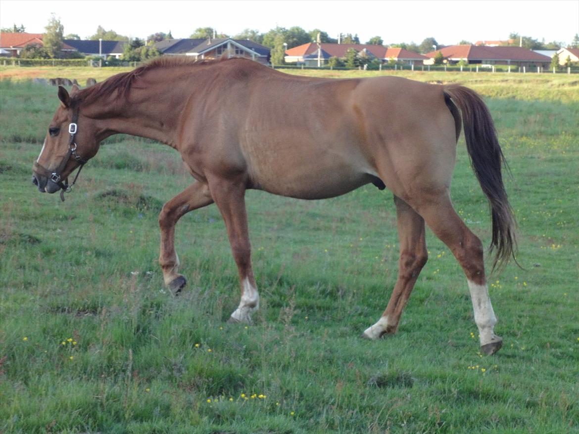 Dansk Varmblod Der Tangent Attrup R.I.P billede 13