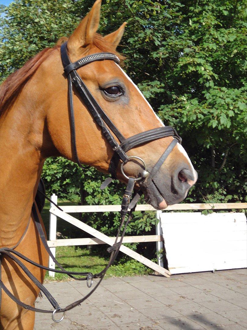 Dansk Varmblod Der Tangent Attrup R.I.P billede 14