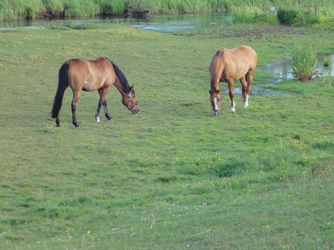 Dansk Varmblod Der Tangent Attrup R.I.P - Tangent og Malou på folden. billede 15