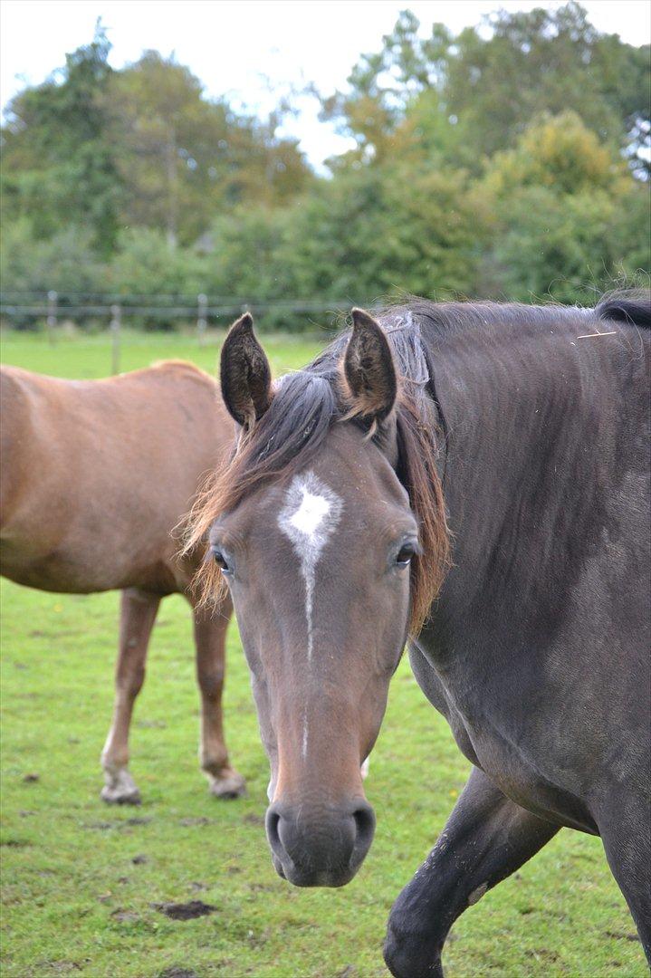 Dansk Varmblod Cacandra gold billede 2