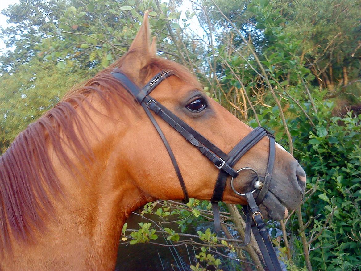 Dansk Varmblod Der Tangent Attrup R.I.P - taget med mobil,(: billede 16