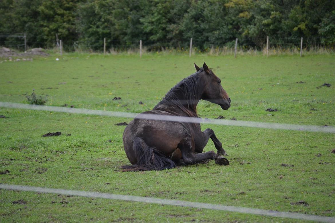Dansk Varmblod Cacandra gold billede 3