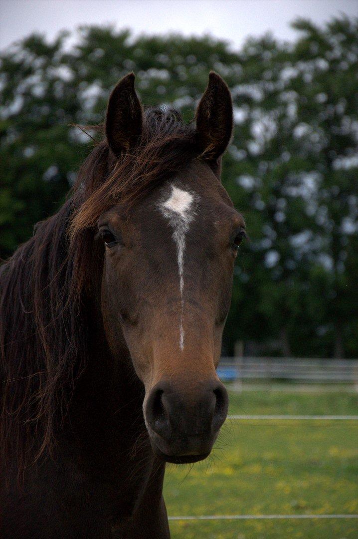 Dansk Varmblod Cacandra gold billede 4