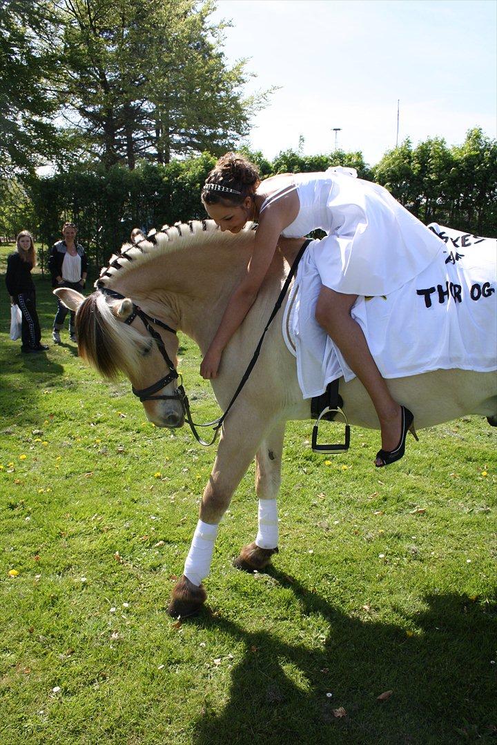 Fjordhest Thor lysholm - Til min konfirmation d. 7 maj 2011 
- Thor hentede mig ved kirken <3 billede 18