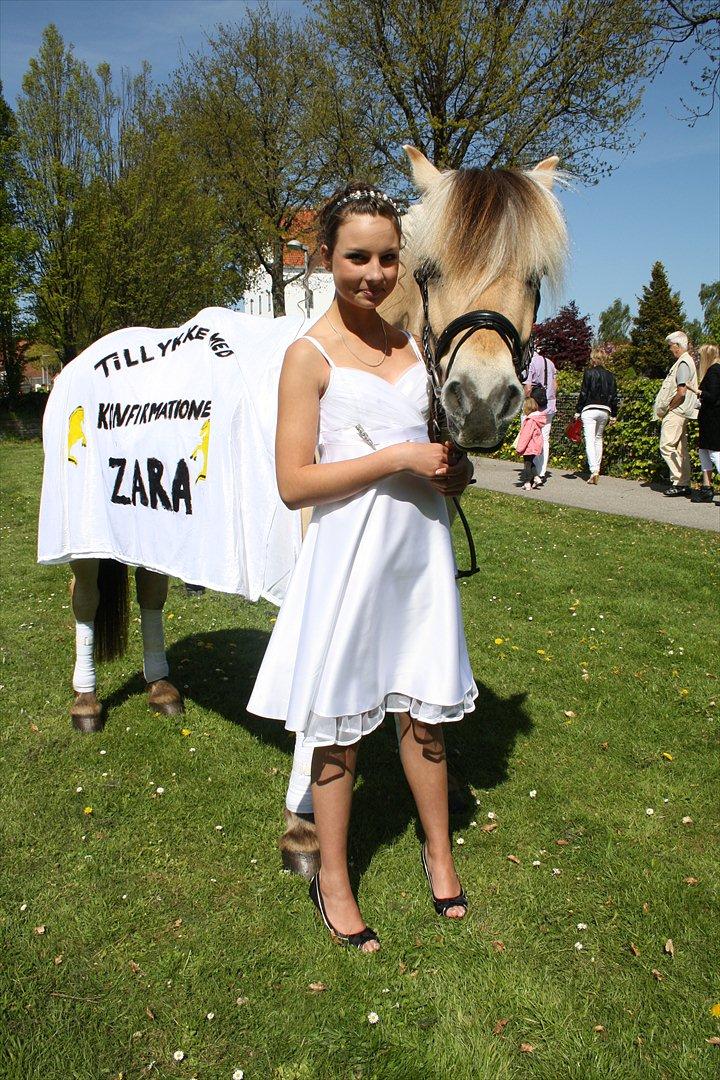 Fjordhest Thor lysholm - Min konfirmation <3 billede 19