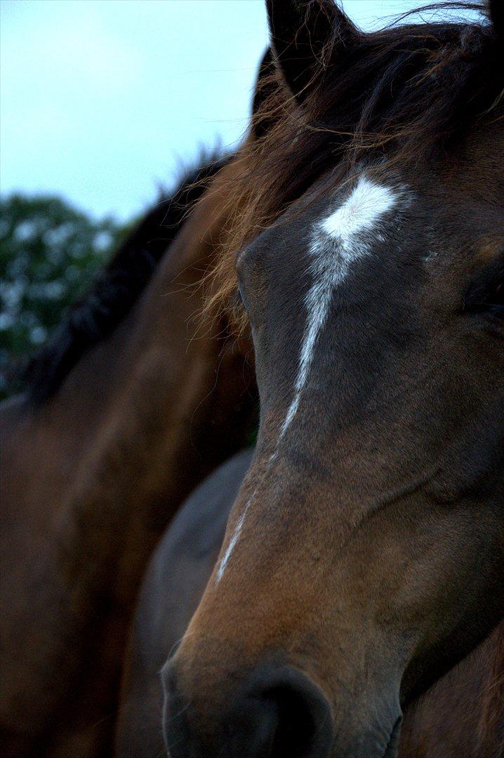 Dansk Varmblod Cacandra gold billede 5