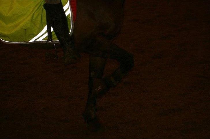 Anden særlig race Prince Joey - Foto: Mia :) billede 17