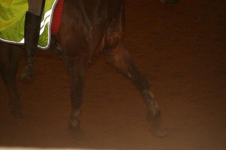Anden særlig race Prince Joey - Foto: Mia:) billede 18