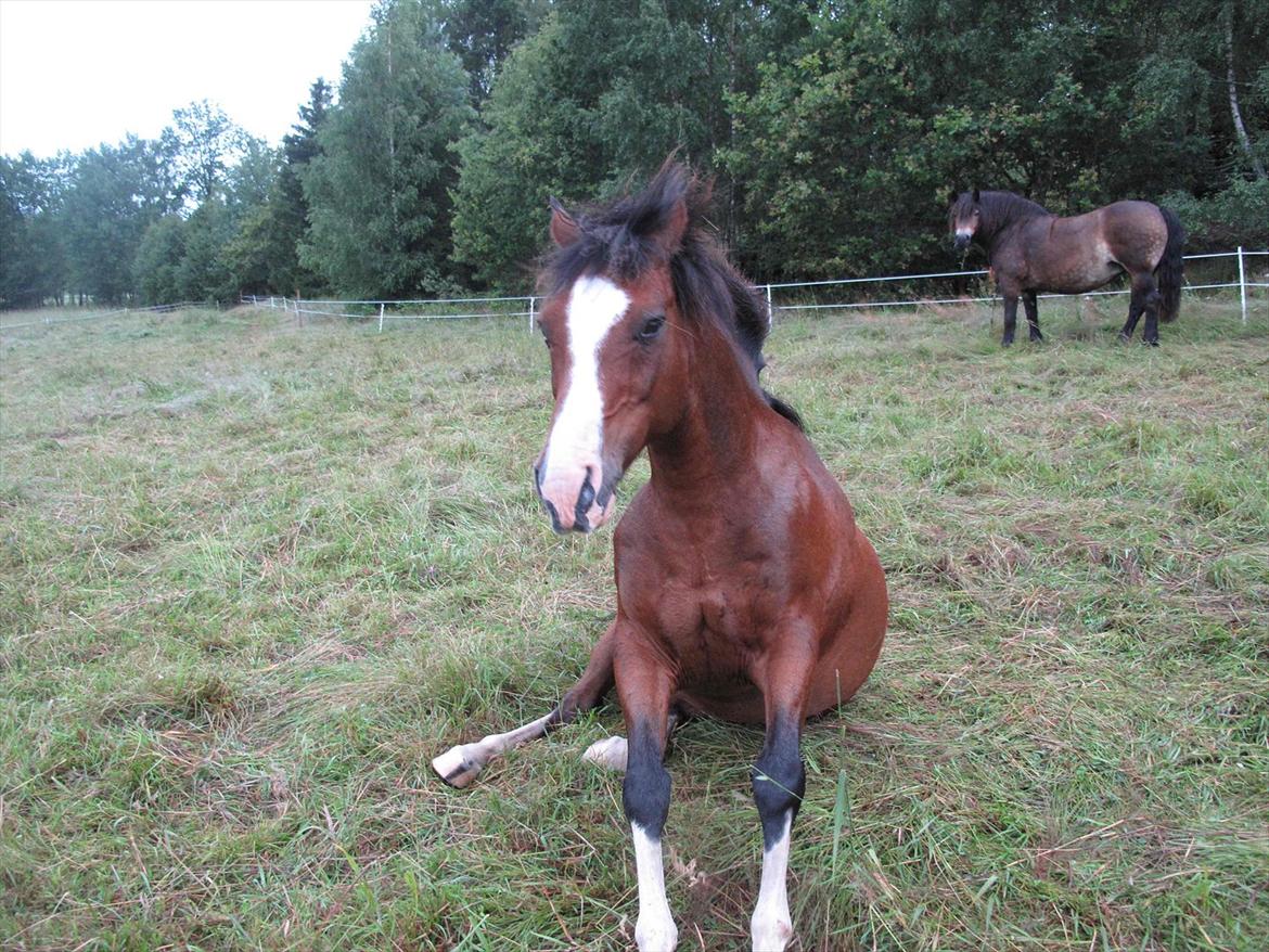 New Forest Macoy billede 18