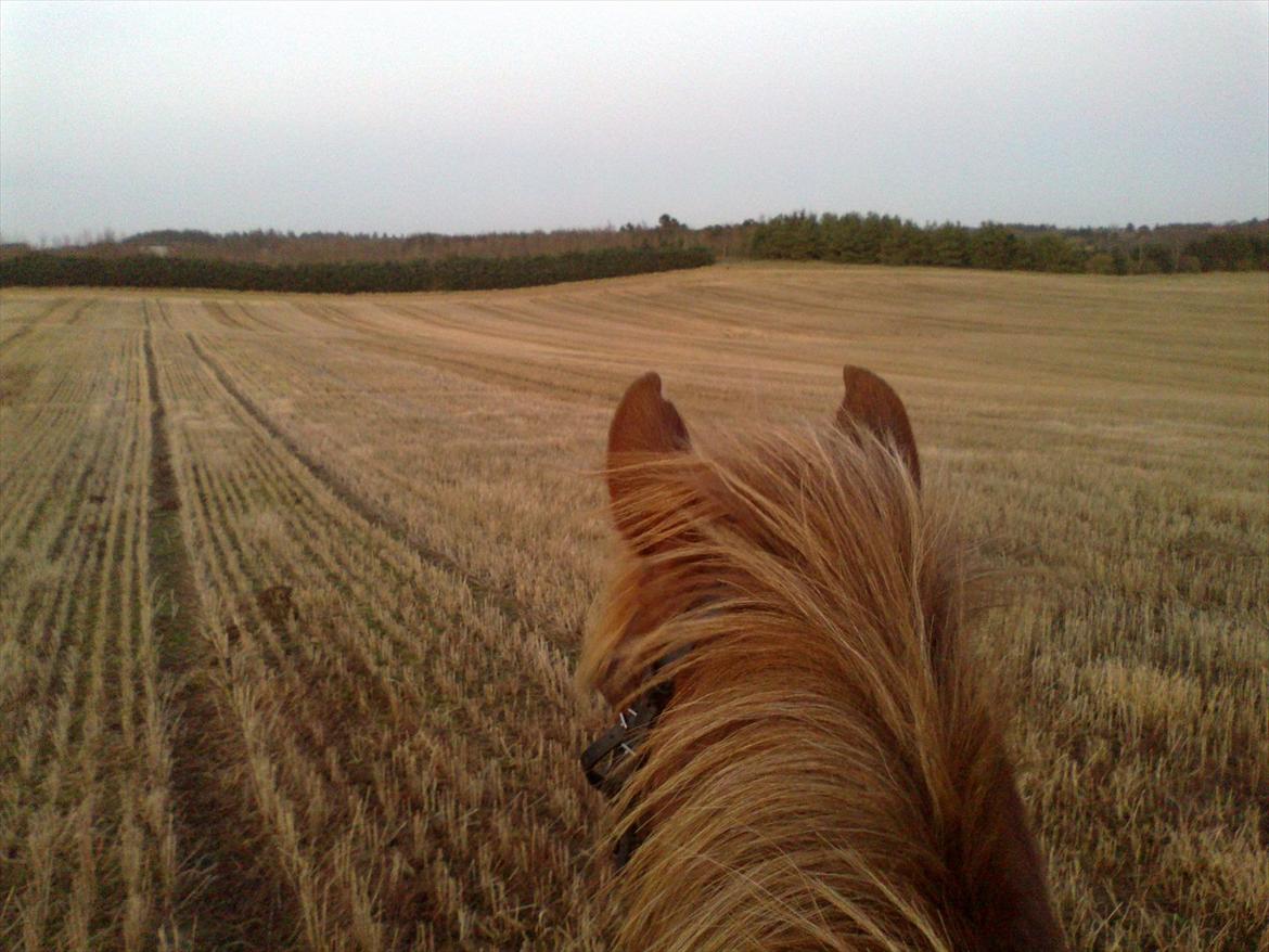 Anden særlig race Krumme  - Første tur på Krumme i 2012 den 2. januar... 2 timers tur :* billede 18