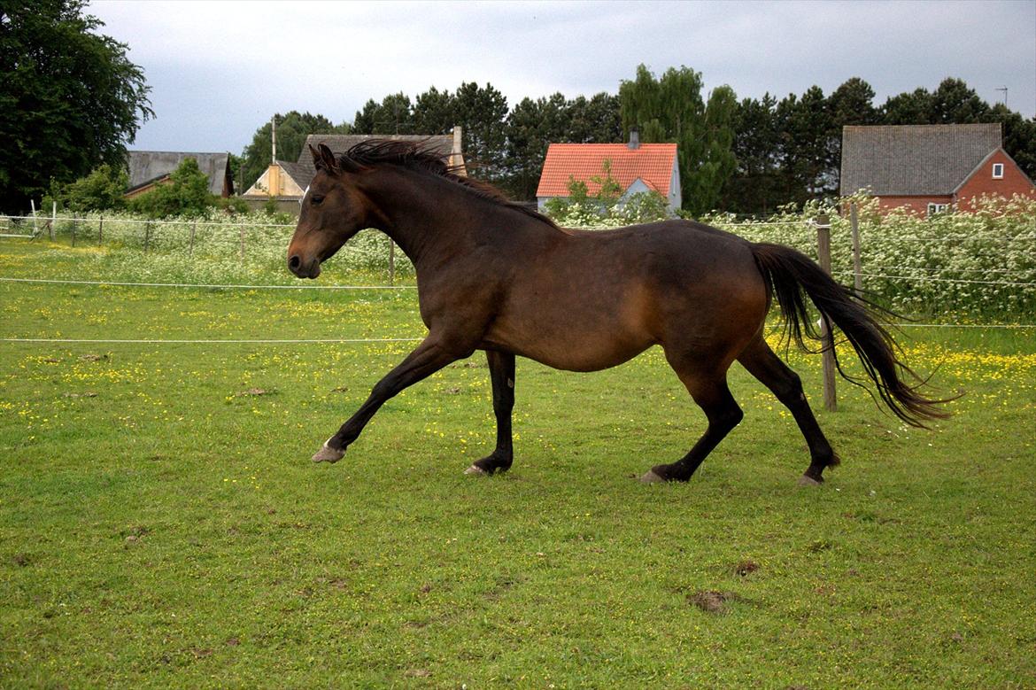 Dansk Varmblod Cacandra gold - Hun havde føl i maven billede 6