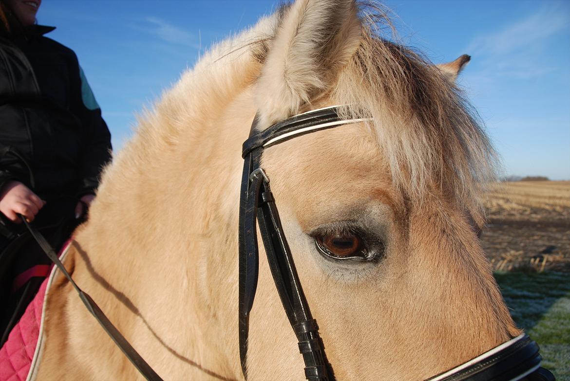 Fjordhest Karla billede 16