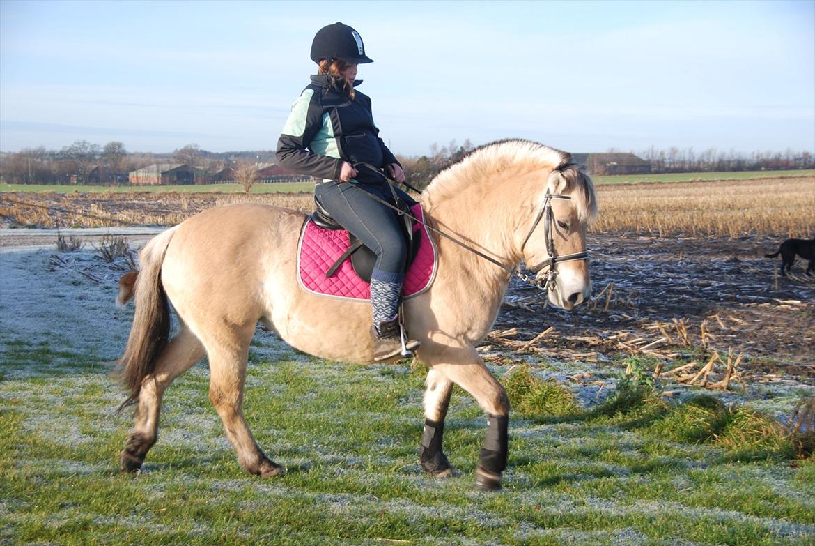 Fjordhest Karla - Så leger vi lige lidt ved marken :)<3 billede 15