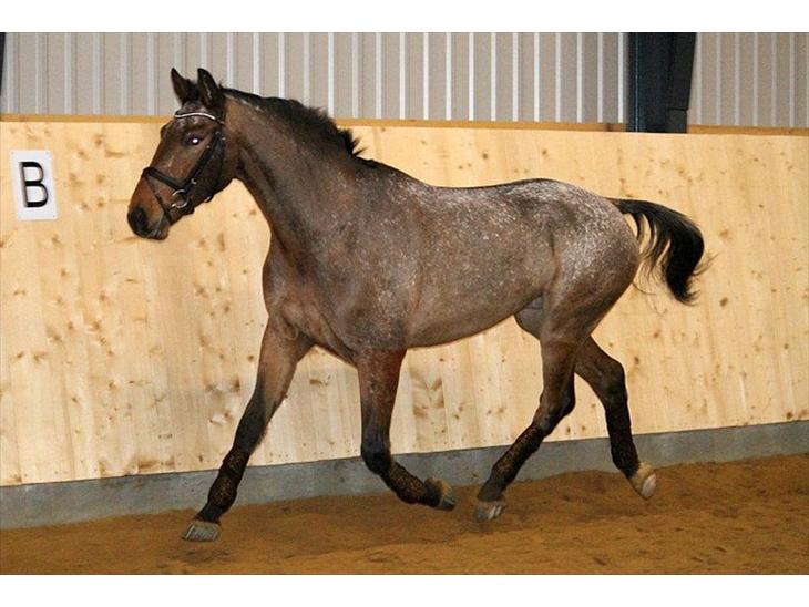 {{currentPhoto.altText}} billede {{currentPhoto.number}}