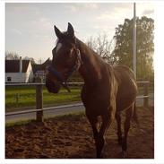 Traver Dixi Stenbäck (Basse)