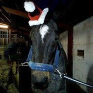 Traver Dixi Stenbäck (Basse)