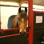 Welsh Pony (sec B) Palør Welsh
