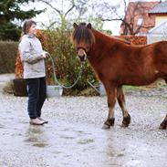 Islænder Ásta fra Bjarup