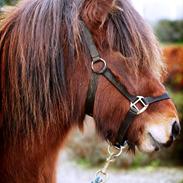 Islænder Ásta fra Bjarup