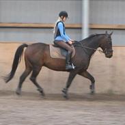 Dansk Varmblod Naharo [Solgt]