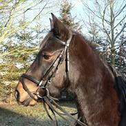 Anden særlig race Esholms Lady