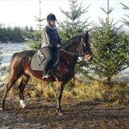 Anden særlig race Esholms Lady